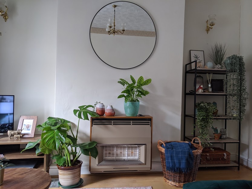 10 Easy to Look After Houseplants and Care Tips